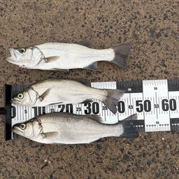 セイゴ（ヒラスズキ）