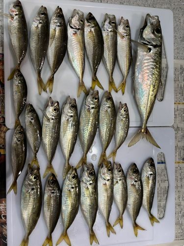 アジの釣果