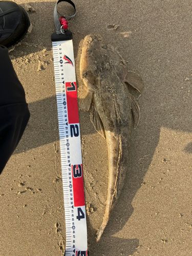 コチの釣果