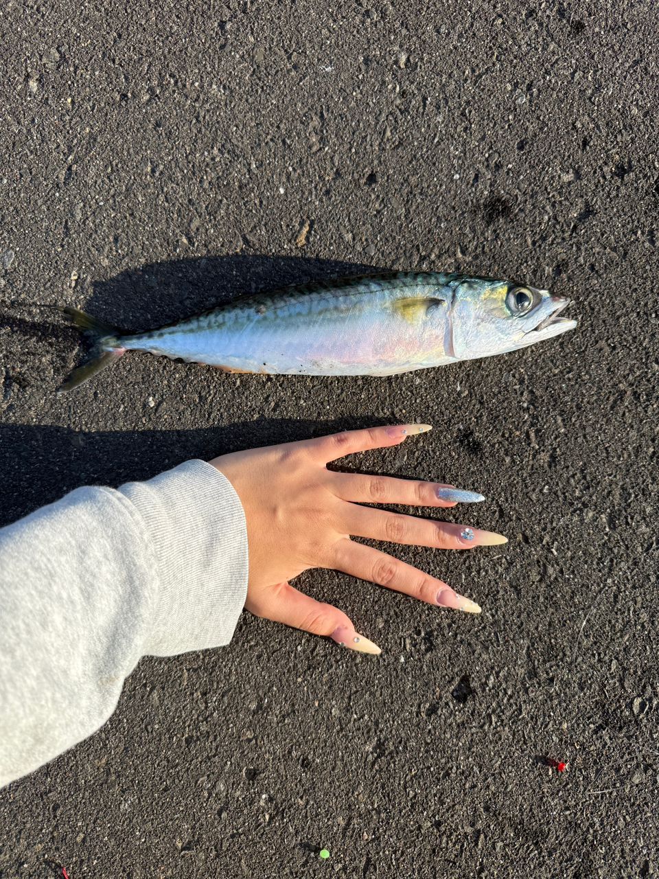 カジカ