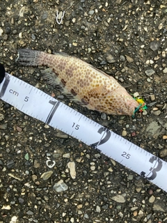 オオモンハタの釣果