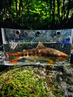 アマゴの釣果