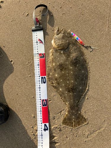 ヒラメの釣果