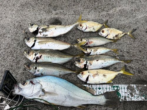 アジの釣果