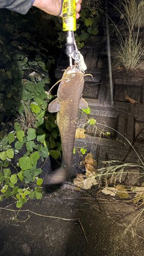 マナマズの釣果