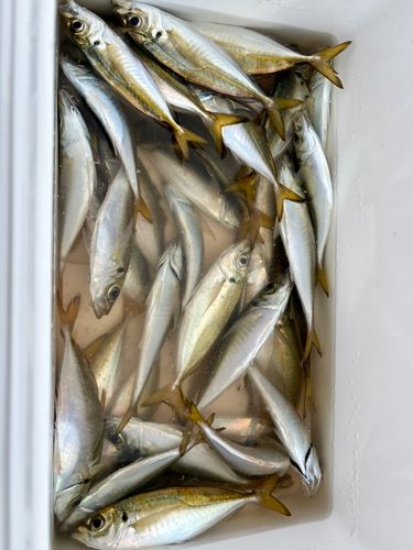 豊浜漁港