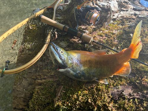 ヒメマスの釣果
