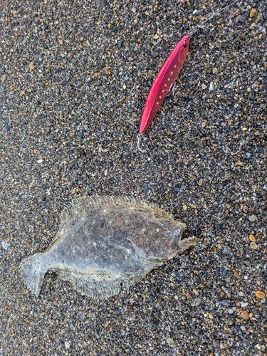 ソゲの釣果