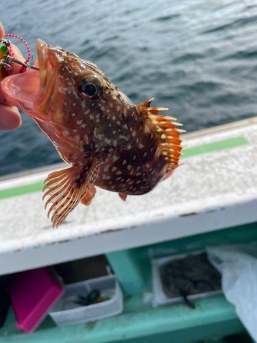 カサゴの釣果