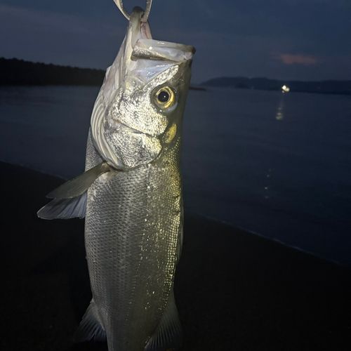 スズキの釣果