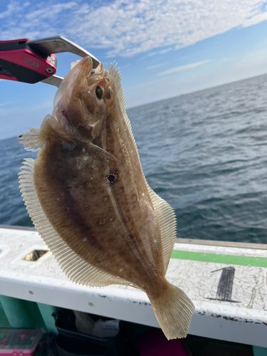 ガンゾウビラメの釣果