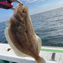 ガンゾウビラメ
