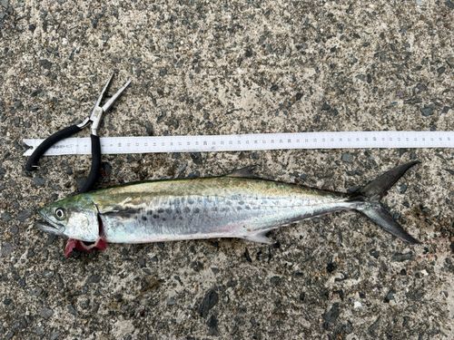 サゴシの釣果