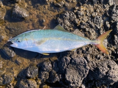 ワカシの釣果