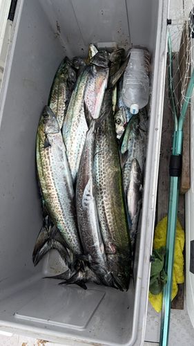 サワラの釣果