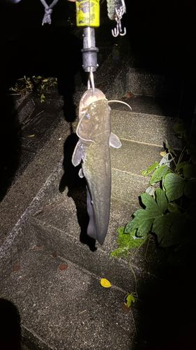 マナマズの釣果