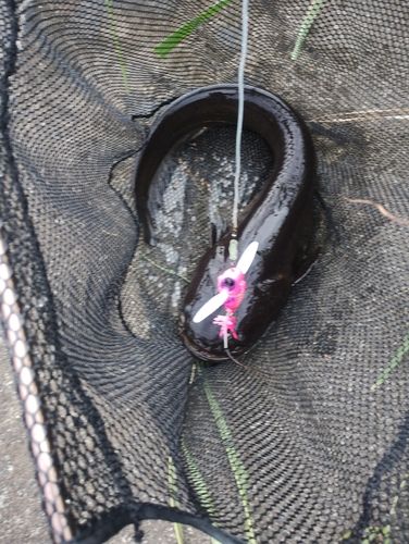 ニホンナマズの釣果