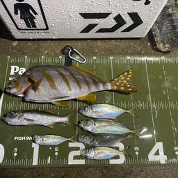 タカノハダイ