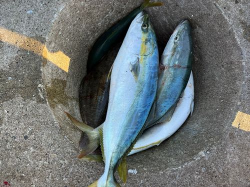 イナダの釣果