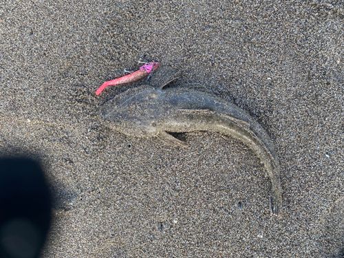 コチの釣果