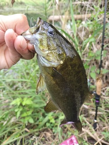 スモールマウスバスの釣果