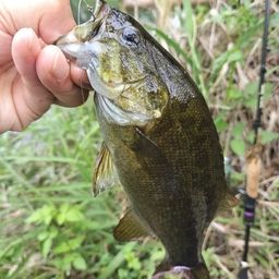 スモールマウスバス