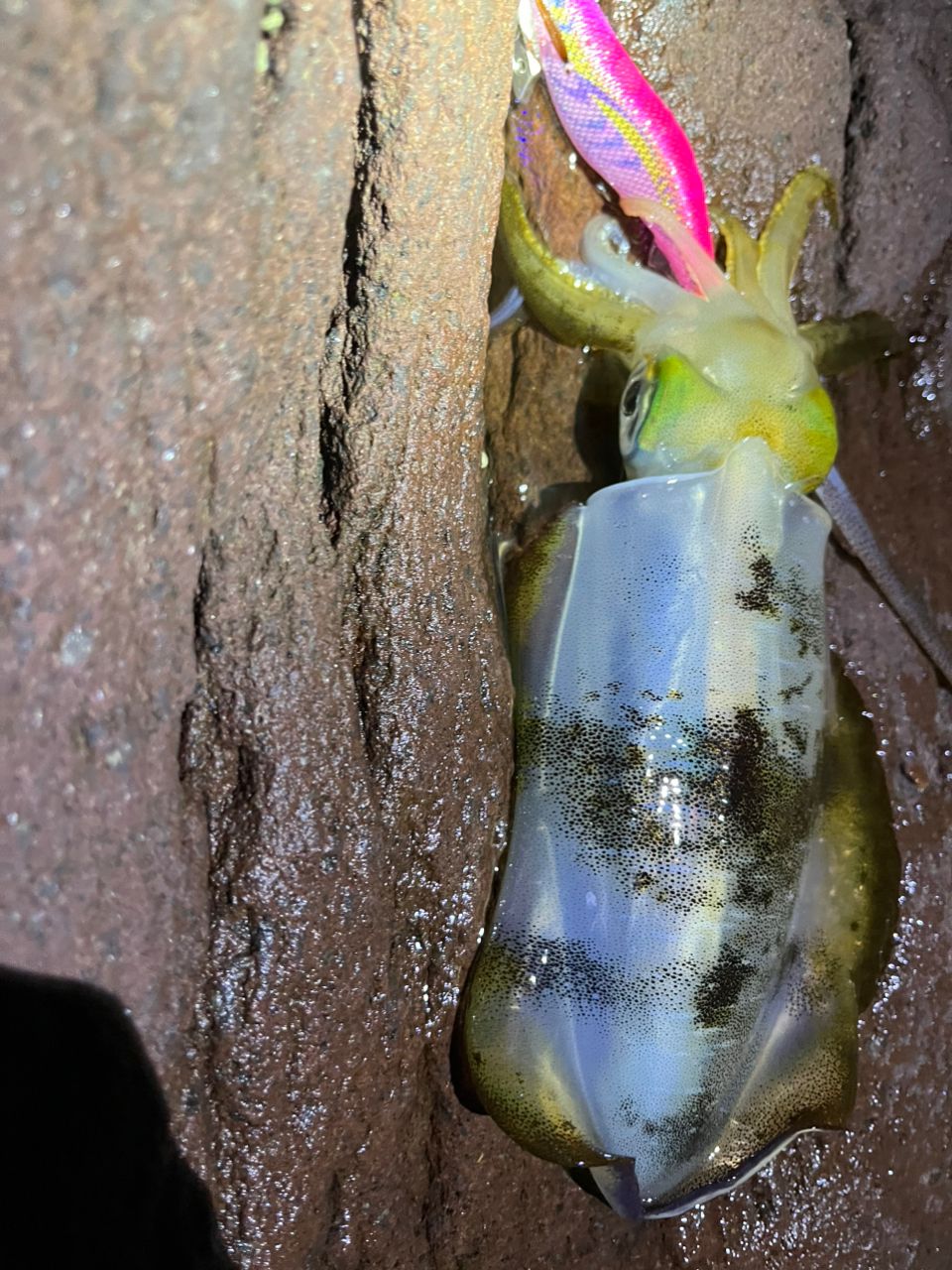 XESTA アサルトジェット 711Lの最安値・インプレ・釣果 | 本音の口コミ