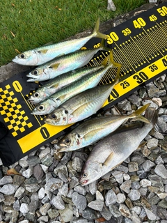 アジの釣果