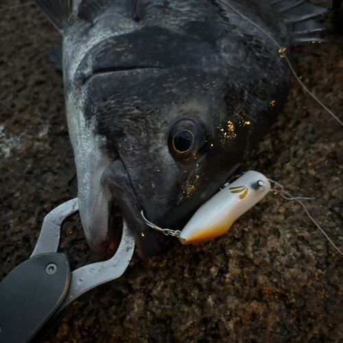 チヌの釣果