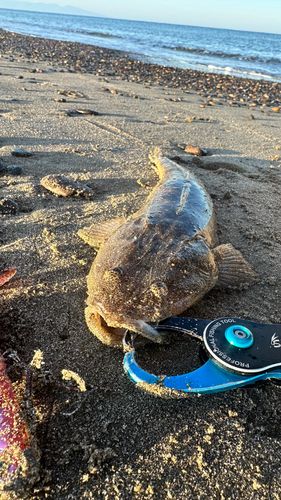 マゴチの釣果