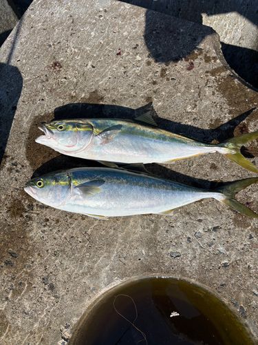 ワラサの釣果