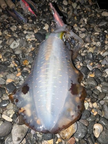 アオリイカの釣果