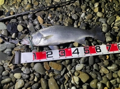 ヒラスズキの釣果