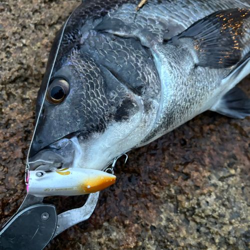 チヌの釣果