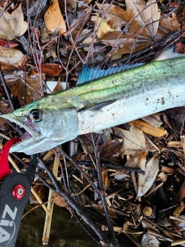 サゴシの釣果