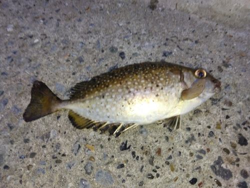アイゴの釣果