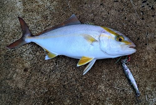 シオの釣果