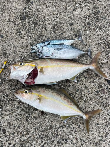 ネリゴの釣果
