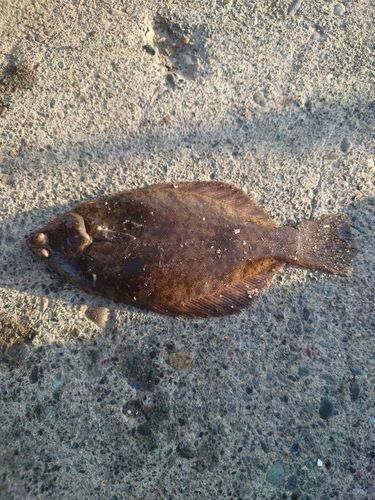カレイの釣果