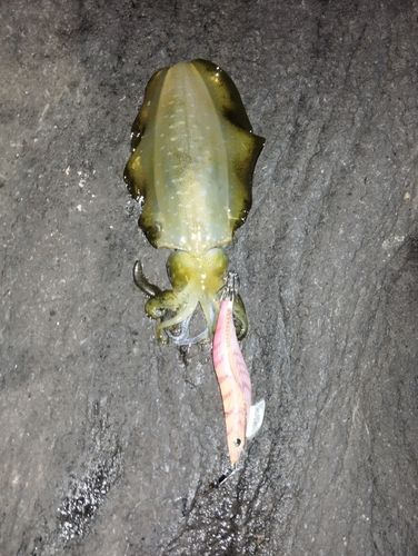 アオリイカの釣果
