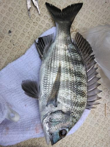 涸沼川