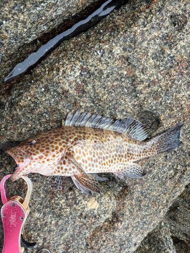 オオモンハタの釣果
