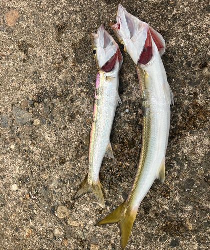 カマスの釣果
