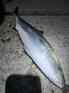 フクラギの釣果