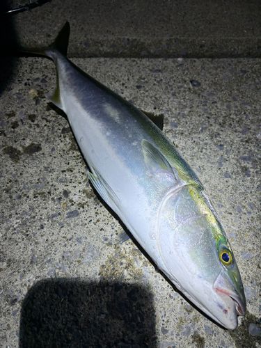 フクラギの釣果