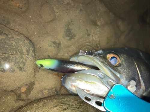 フッコ（マルスズキ）の釣果