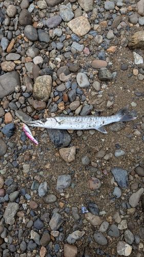 オニカマスの釣果
