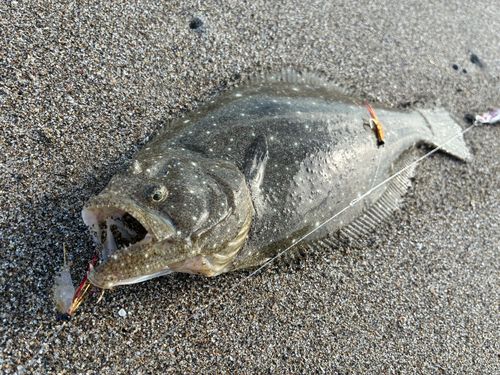 ヒラメの釣果