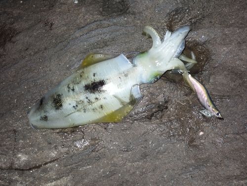 アオリイカの釣果