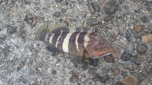 アオハタの釣果